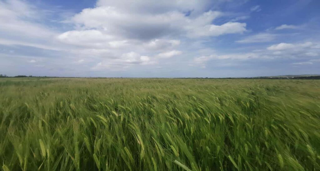 Πιστοποιημένο Κριθάρι Δήμητρα