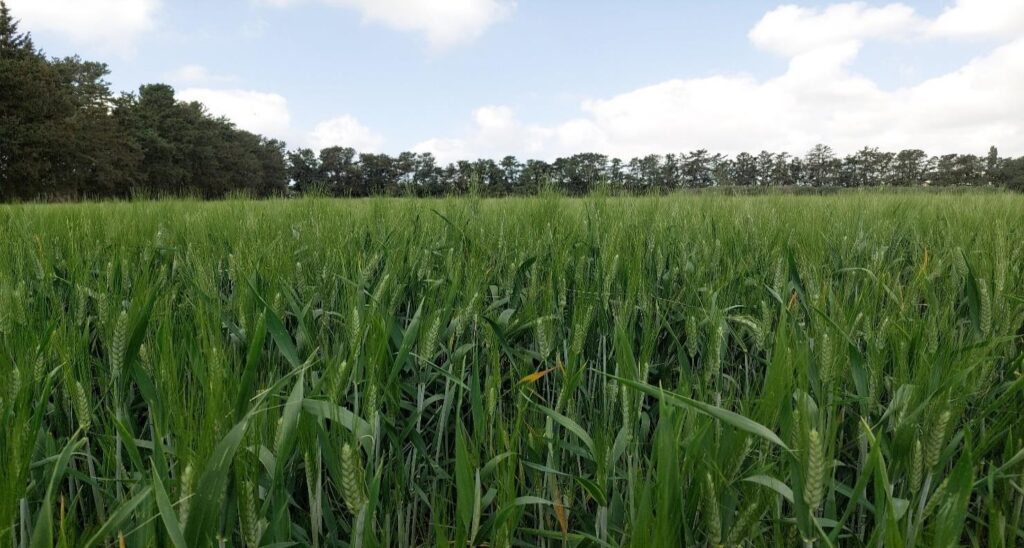 Πιστοποιημένο σκληρό σιτάρι Ουρανία