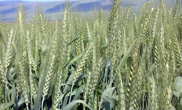 Πιστοποιημένο Τριτικάλε Αρίτη