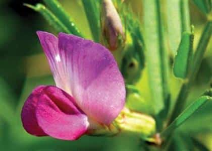 Πιστοποιημένος Βίκος Ευήνος