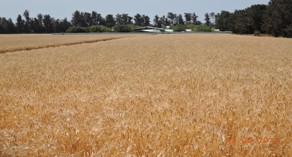 Πιστοποιημένο Κριθάρι Άχνα